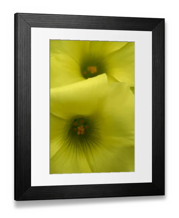 Framed Print : Two Bermuda buttercup (Oxalis pes caprae) flowers, Akamas peninsula, Cyprus, April 2009 Framed Print : Two Bermuda buttercup (Oxalis pes caprae) flowers, Akamas peninsula, Cyprus, April 2009