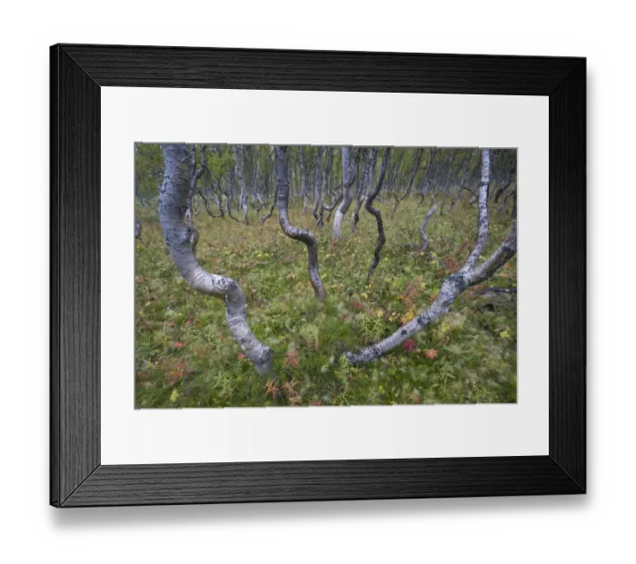 Framed Print : Boreal Silver birch (Betula verrucosa) forest, Sarek National Park, Laponia World Heritage Site Framed Print : Boreal Silver birch (Betula verrucosa) forest, Sarek National Park, Laponia World Heritage Site