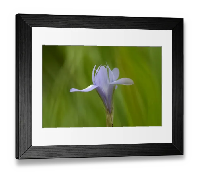Framed Print : Barbary nut (Moraea sisyrinchium) flower, Hisarky, Northern Cyprus, April 2009