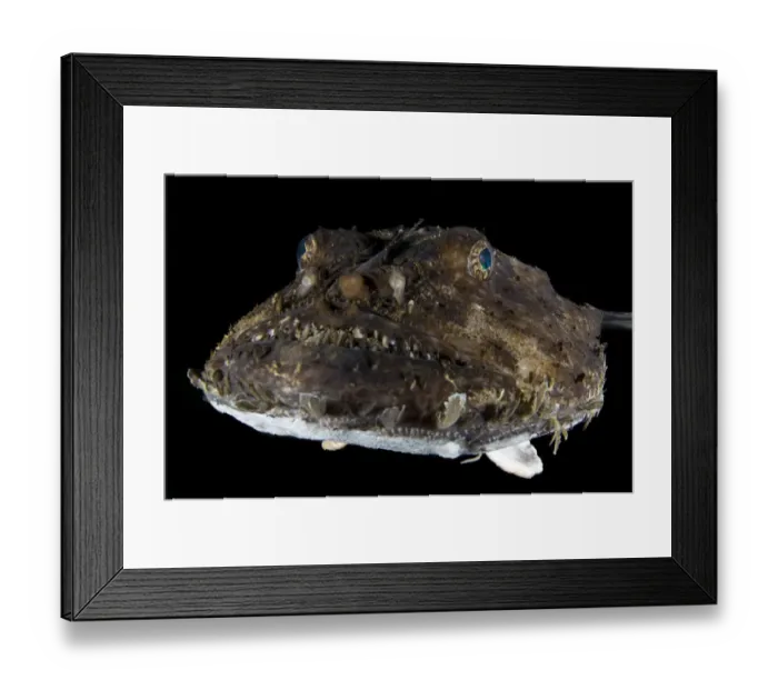 Framed Print : Monkfish / Anglerfish (Lophius piscatorius) portrait, Saltstraumen, Bodo, Norway Framed Print : Monkfish / Anglerfish (Lophius piscatorius) portrait, Saltstraumen, Bodo, Norway