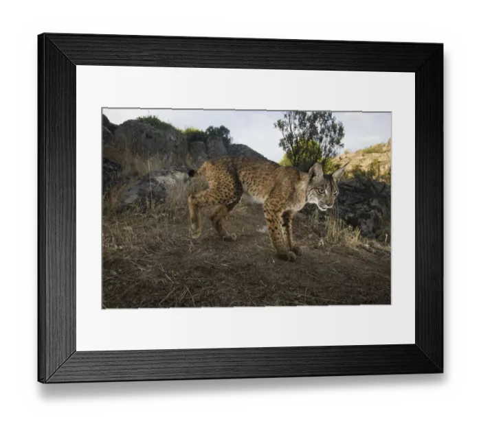 Framed Print : Wild Iberian lynx (Lynx pardinus) male, Sierra de Andjar Natural Park, Mediterranean Framed Print : Wild Iberian lynx (Lynx pardinus) male, Sierra de Andjar Natural Park, Mediterranean