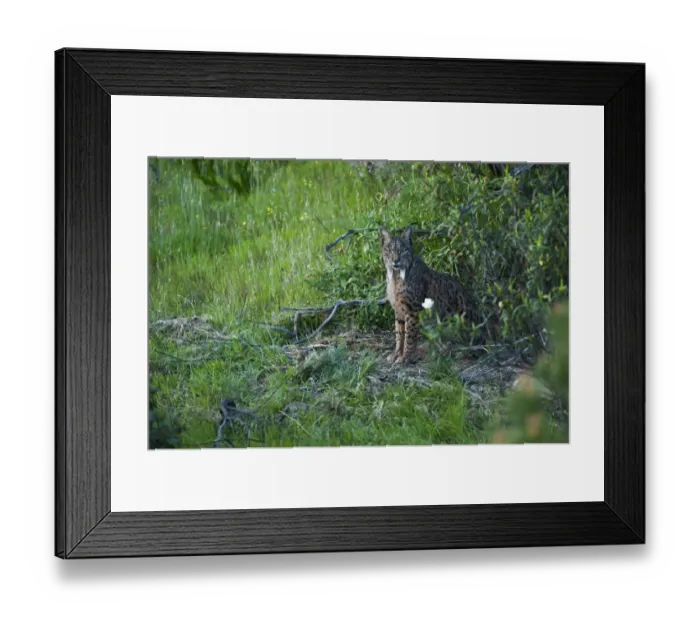 Framed Print : Wild Iberian lynx (Lynx pardinus) female emerging from undergrowth, Sierra de Andjar Natural Park Framed Print : Wild Iberian lynx (Lynx pardinus) female emerging from undergrowth, Sierra de Andjar Natural Park