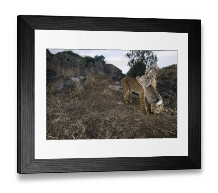 Framed Print : Wild Iberian lynx (Lynx pardinus) male carrying rabbit prey, Sierra de Andjar Natural Park Framed Print : Wild Iberian lynx (Lynx pardinus) male carrying rabbit prey, Sierra de Andjar Natural Park