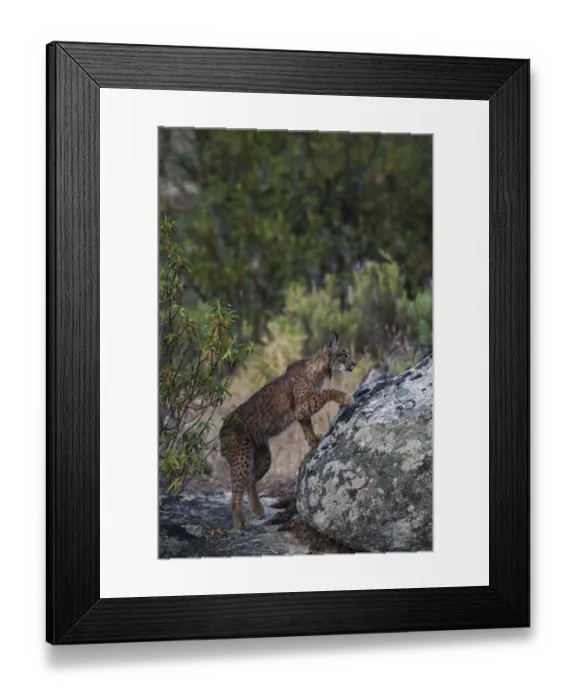 Framed Print : Wild Iberian lynx (Lynx pardinus) male, one year, climbing onto rock, Sierra de Andjar Natural Park Framed Print : Wild Iberian lynx (Lynx pardinus) male, one year, climbing onto rock, Sierra de Andjar Natural Park