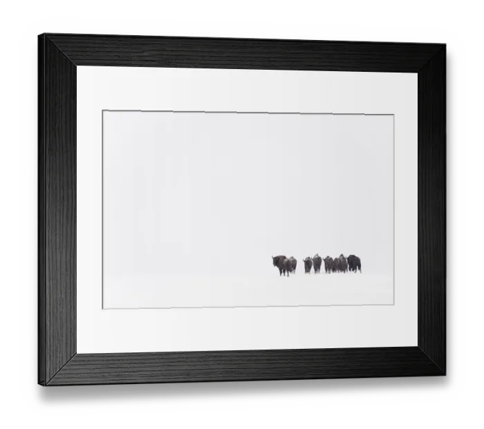 Framed Print : Rear view of European bison (Bison bonasus) in agricultural field, Bialowieza NP Framed Print : Rear view of European bison (Bison bonasus) in agricultural field, Bialowieza NP