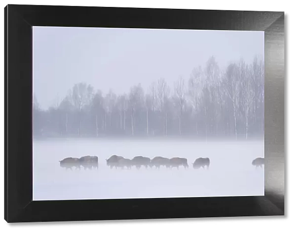 European bison (Bison bonasus) in agricultural field, Bialowieza NP, Poland, February