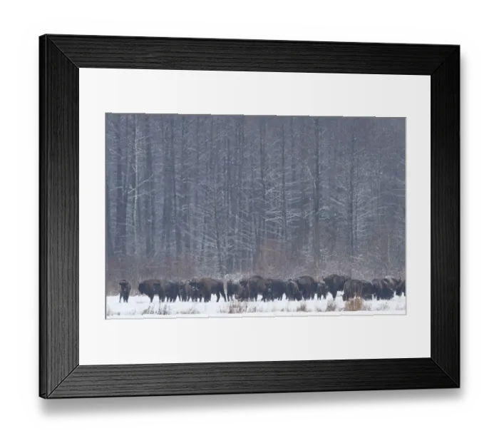 Framed Print : European bison (Bison bonasus) in agricultural field, Bialowieza NP, Poland, February Framed Print : European bison (Bison bonasus) in agricultural field, Bialowieza NP, Poland, February