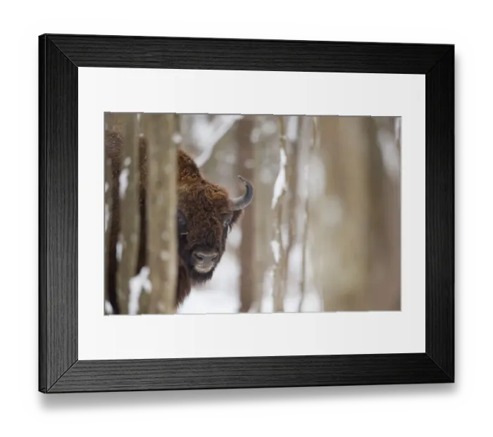 Framed Print : European bison (Bison bonasus) in forest, Bialowieza NP, Poland, February 2009 Framed Print : European bison (Bison bonasus) in forest, Bialowieza NP, Poland, February 2009