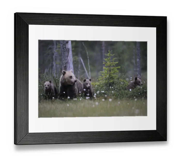 Framed Print : Eurasian brown bear (Ursus arctos) with three cubs, Suomussalmi, Finland, July 2008 Framed Print : Eurasian brown bear (Ursus arctos) with three cubs, Suomussalmi, Finland, July 2008