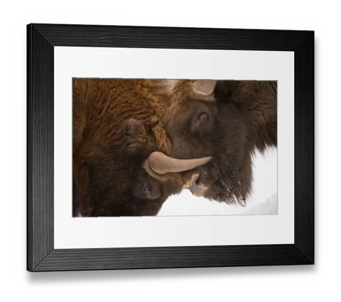 Framed Print : Two European bison (Bison bonasus) fighting, Bialowieza NP, Poland, February 2009 Framed Print : Two European bison (Bison bonasus) fighting, Bialowieza NP, Poland, February 2009