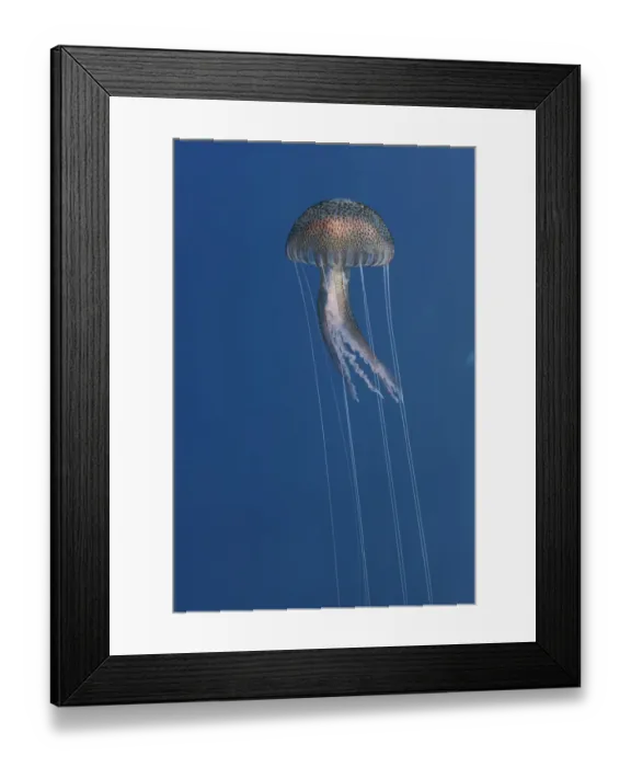 Framed Print : Purple stinger / Common jellyfish (Pelagia noctiluca) Malta, Mediteranean, May 2009 Framed Print : Purple stinger / Common jellyfish (Pelagia noctiluca) Malta, Mediteranean, May 2009