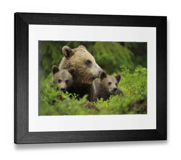 Framed Print : Eurasian brown bear (Ursus arctos) with two cubs, Suomussalmi, Finland, July 2008 Framed Print : Eurasian brown bear (Ursus arctos) with two cubs, Suomussalmi, Finland, July 2008