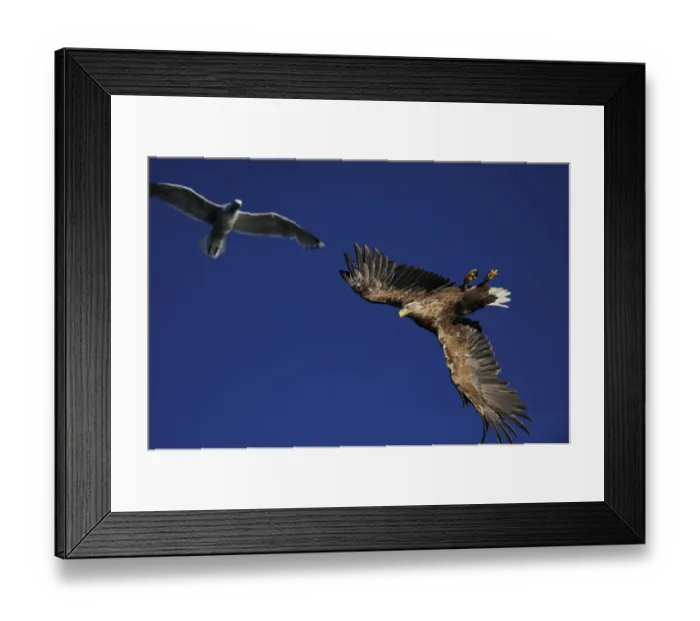 Framed Print : White tailed sea eagle (Haliaeetus albicilla) and Greater black backed gull (Larus Framed Print : White tailed sea eagle (Haliaeetus albicilla) and Greater black backed gull (Larus