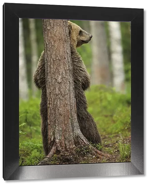 Eurasian brown bear (Ursus arctos) rubbing back against tree, Suomussalmi, Finland