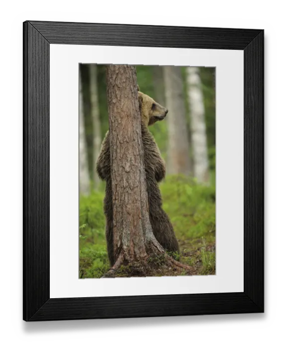 Framed Print : Eurasian brown bear (Ursus arctos) rubbing back against tree, Suomussalmi, Finland Framed Print : Eurasian brown bear (Ursus arctos) rubbing back against tree, Suomussalmi, Finland