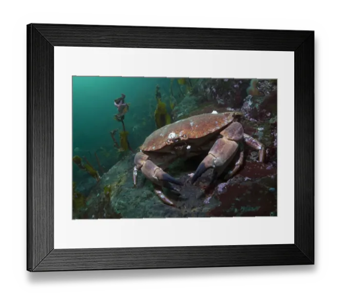 Framed Print : Edible crab (Cancer pagurus) portrait, Saltstraumen, Bod, Norway, October 2008 Framed Print : Edible crab (Cancer pagurus) portrait, Saltstraumen, Bod, Norway, October 2008