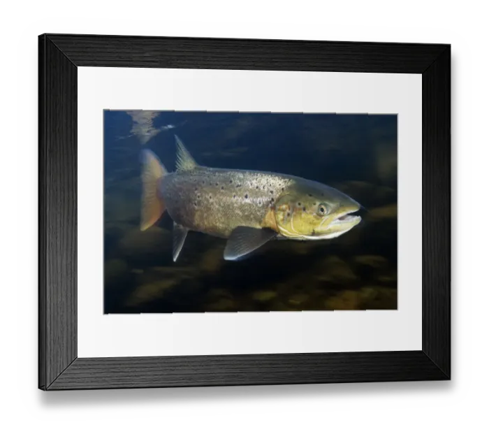 Framed Print : Female Atlantic salmon (Salmo salar) River Orkla, Norway, October 2008 Framed Print : Female Atlantic salmon (Salmo salar) River Orkla, Norway, October 2008