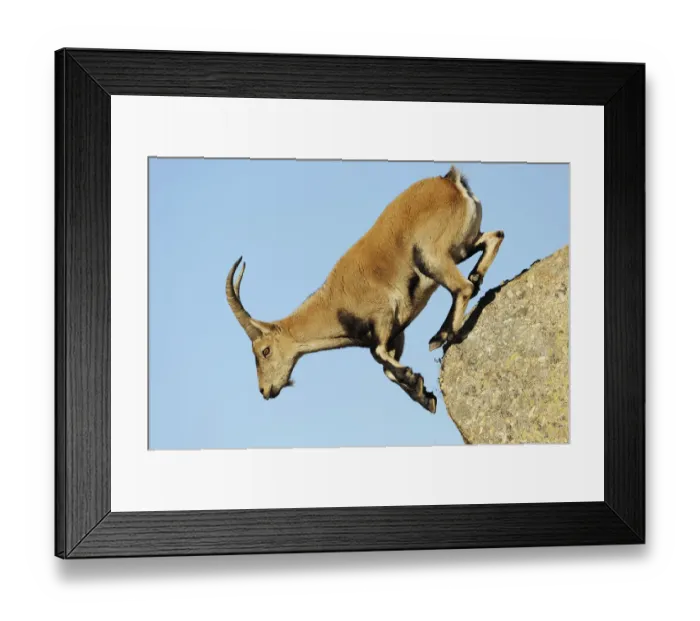 Framed Print : Female Spanish / Iberian ibex (Capra pyrenaica) jumping from rock, Gredos mountains Framed Print : Female Spanish / Iberian ibex (Capra pyrenaica) jumping from rock, Gredos mountains