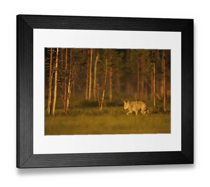Framed Print : European / Grey wolf (Canis lupus) at sunset, Kuhmo, Finland, July 2009 Framed Print : European / Grey wolf (Canis lupus) at sunset, Kuhmo, Finland, July 2009