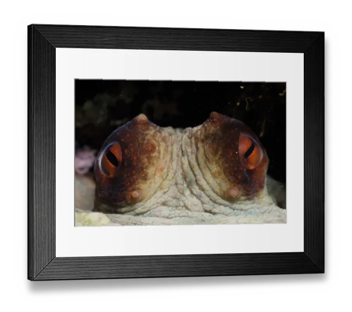 Framed Print : Common octopus (Octopus vulgaris) close-up of eyes, Malta, Mediteranean, May 2009 Framed Print : Common octopus (Octopus vulgaris) close-up of eyes, Malta, Mediteranean, May 2009