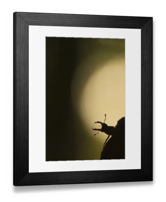 Framed Print : Male Stag beetle (Lucanus elephas) in lime forest, Djerdap National Park, Serbia, June 2009 Framed Print : Male Stag beetle (Lucanus elephas) in lime forest, Djerdap National Park, Serbia, June 2009