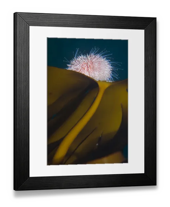 Framed Print : Edible sea urchin (Echinus esculentus) on Kelp, Saltstraumen, Bod, Norway, October 2008 Framed Print : Edible sea urchin (Echinus esculentus) on Kelp, Saltstraumen, Bod, Norway, October 2008