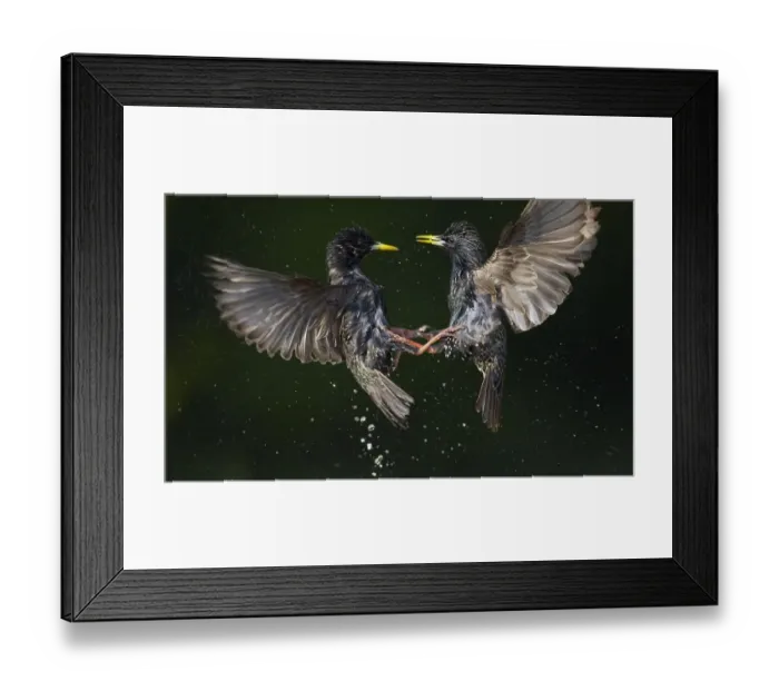 Framed Print : Two Common starlings (Sturnus vulgaris) fighting, Pusztaszer, Hungary, May 2008 Framed Print : Two Common starlings (Sturnus vulgaris) fighting, Pusztaszer, Hungary, May 2008