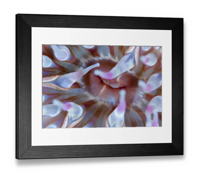 Framed Print : Anemone (Urticina eques) close-up, Saltstraumen, Bod, Norway, October 2008 Framed Print : Anemone (Urticina eques) close-up, Saltstraumen, Bod, Norway, October 2008