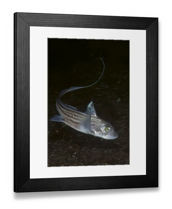 Framed Print : Ratfish / Ghost shark (Chimaera monstrosa) Trondheimsfjorden, Norway, February 2009 Framed Print : Ratfish / Ghost shark (Chimaera monstrosa) Trondheimsfjorden, Norway, February 2009