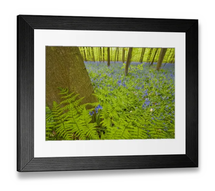 Framed Print : Ferns and Bluebells (Hyacinthoides non-scripta / Endymion non-scriptum) Hallerbos Framed Print : Ferns and Bluebells (Hyacinthoides non-scripta / Endymion non-scriptum) Hallerbos