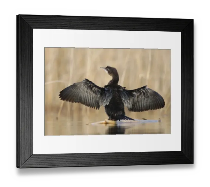 Framed Print : Pigmy cormorant (Microcarbo pygmaeus) stretching wings, Durankulak Lake, Bulgaria