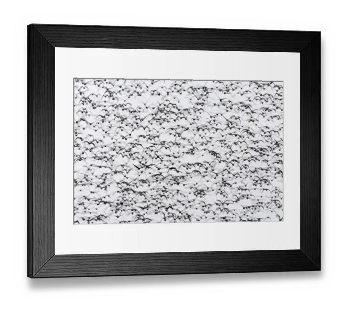 Framed Print : White-fronted goose (Anser albifrons) flock in flight, Durankulak Lake, Bulgaria Framed Print : White-fronted goose (Anser albifrons) flock in flight, Durankulak Lake, Bulgaria