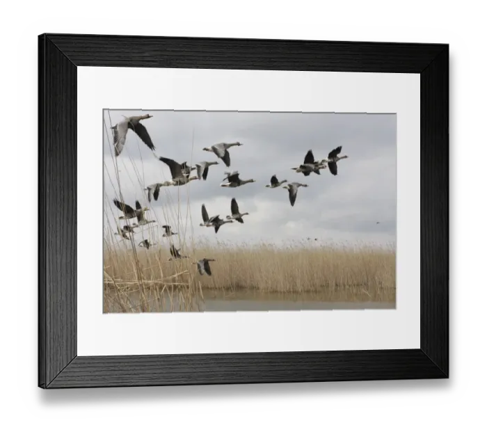 Framed Print : White fronted geese (Anser albifrons) in flight, Durankulak Lake, Bulgaria, February 2009 Framed Print : White fronted geese (Anser albifrons) in flight, Durankulak Lake, Bulgaria, February 2009