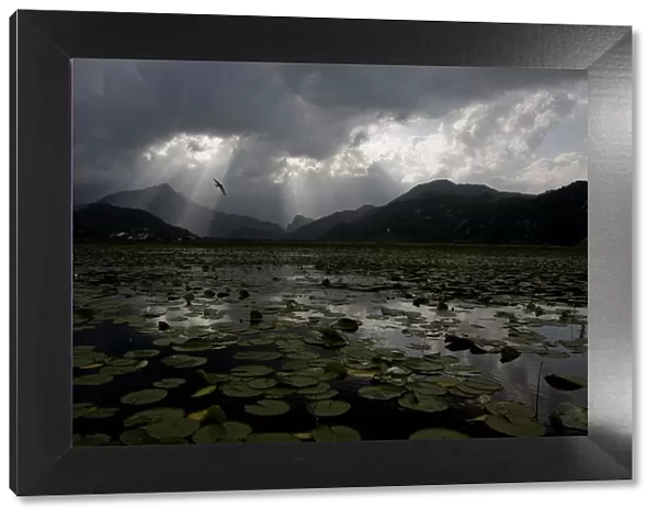 Water lilies covering surface of Lake Skadar with rays of sun coming through clouds