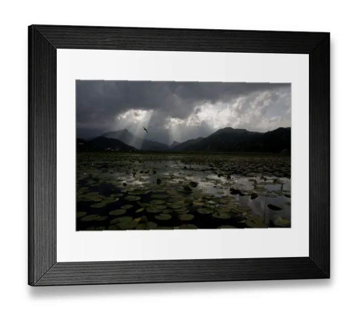 Framed Print : Water lilies covering surface of Lake Skadar with rays of sun coming through clouds Framed Print : Water lilies covering surface of Lake Skadar with rays of sun coming through clouds