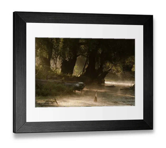 Framed Print : Hard wood flood plain forest in early morning Framed Print : Hard wood flood plain forest in early morning