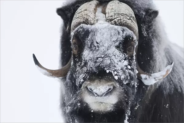 Muskox (Ovibos moschatus) with snow on face, Dovrefjell National Park, Norway, February 2009