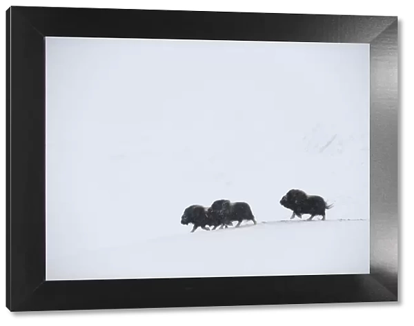 Three Muskox (Ovibos moschatus) running through snow, Dovrefjell National Park, Norway