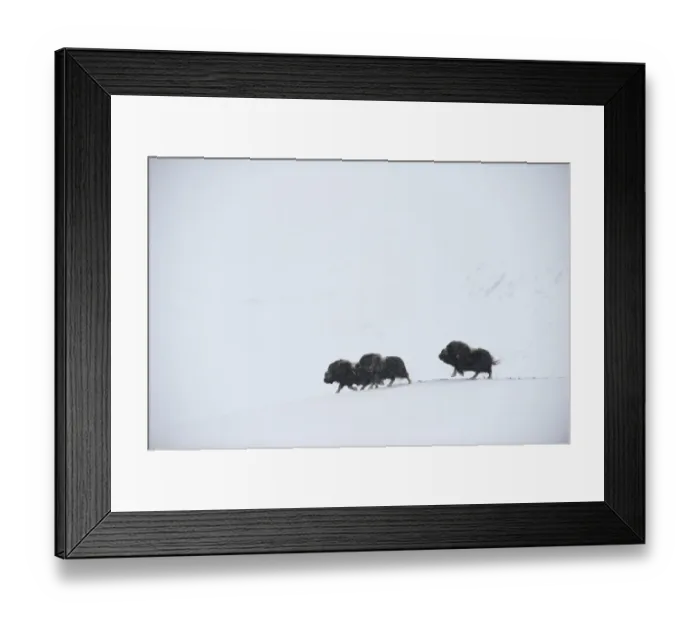 Framed Print : Three Muskox (Ovibos moschatus) running through snow, Dovrefjell National Park, Norway Framed Print : Three Muskox (Ovibos moschatus) running through snow, Dovrefjell National Park, Norway