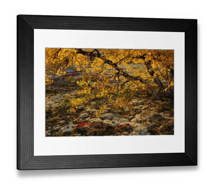 Framed Print : Birch tree (Betula sp) with orange leaves, Forollhogna National Park, Norway, September Framed Print : Birch tree (Betula sp) with orange leaves, Forollhogna National Park, Norway, September