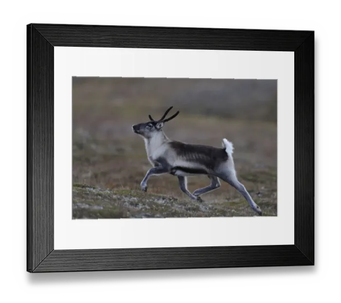 Framed Print : Reindeer (Rangifer tarandus) running, Forollhogna National Park, Norway, September 2008 Framed Print : Reindeer (Rangifer tarandus) running, Forollhogna National Park, Norway, September 2008
