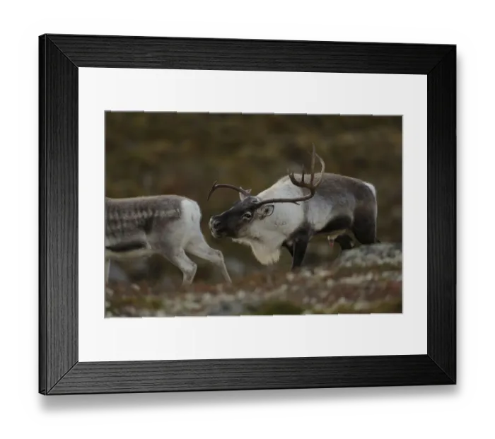 Framed Print : Reindeer (Rangifer tarandus) male sniffing at female in oestrus, Forollhogna National Park Framed Print : Reindeer (Rangifer tarandus) male sniffing at female in oestrus, Forollhogna National Park