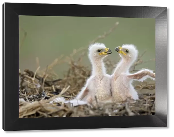 Two Steppe eagle (Aquila nipalensis) chicks in their nest