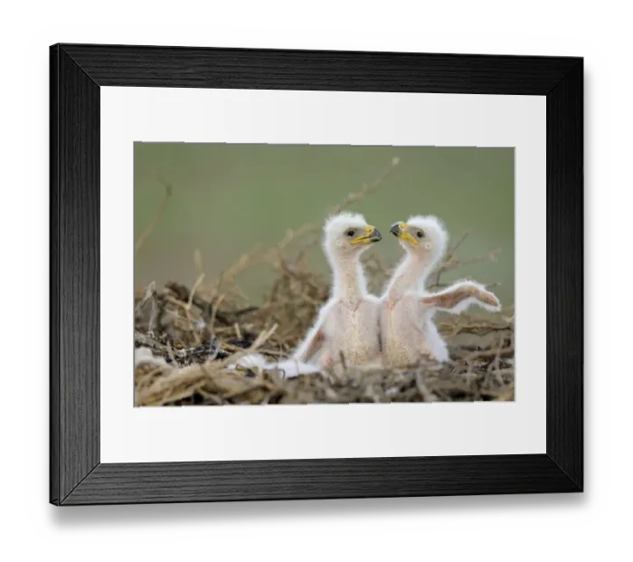Framed Print : Two Steppe eagle (Aquila nipalensis) chicks in their nest Framed Print : Two Steppe eagle (Aquila nipalensis) chicks in their nest