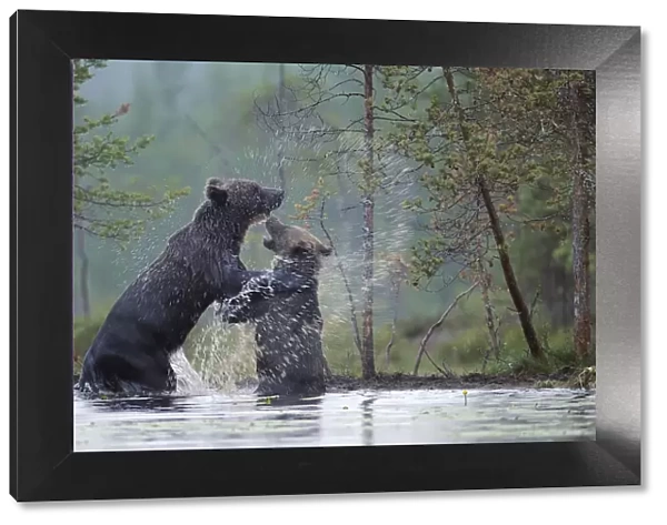 Two Eurasian Brown bears (Ursus arctos) one adult, one juvenile, play-fighting in water
