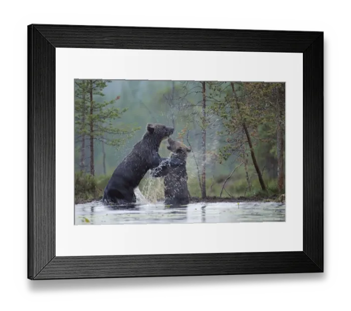 Framed Print : Two Eurasian Brown bears (Ursus arctos) one adult, one juvenile, play-fighting in water Framed Print : Two Eurasian Brown bears (Ursus arctos) one adult, one juvenile, play-fighting in water