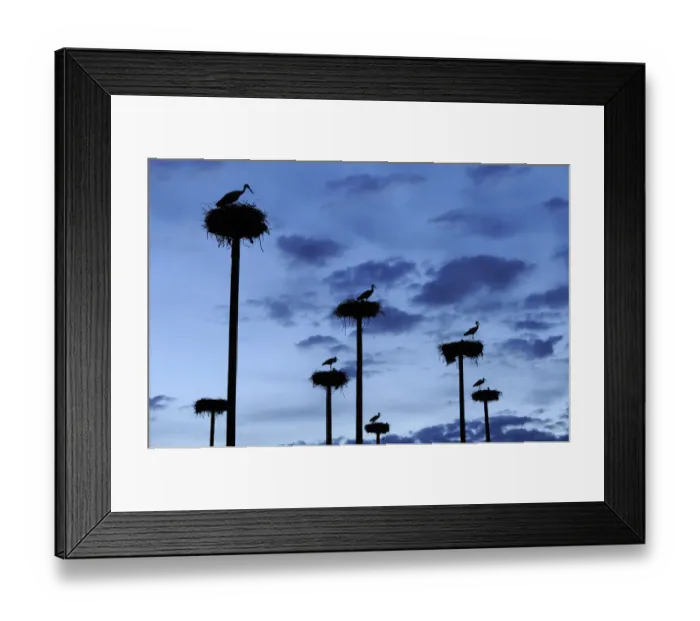 Framed Print : RF- White storks (Ciconia ciconia) nesting on poles erected by the city of Caceres in Extremadura Framed Print : RF- White storks (Ciconia ciconia) nesting on poles erected by the city of Caceres in Extremadura