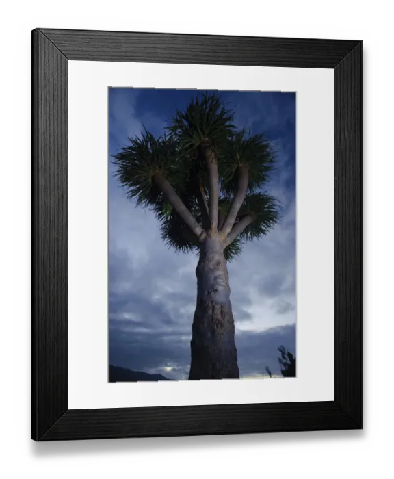Framed Print : Dragon tree (Dracaena draco) dusk, La Palma, Canary Islands, Spain, March 2009