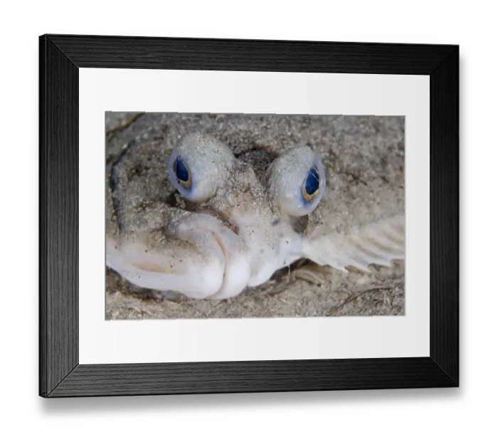 Framed Print : Dab (Limanda limanda) portrait, Lofoten, Norway, November 2008 Framed Print : Dab (Limanda limanda) portrait, Lofoten, Norway, November 2008