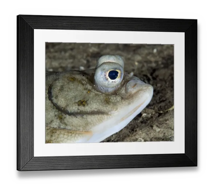 Framed Print : Dab (Limanda limanda) head, Lofoten, Norway, November 2008 Framed Print : Dab (Limanda limanda) head, Lofoten, Norway, November 2008